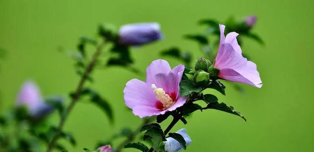 夏天什么花开放（盘点10种代表夏天的花）