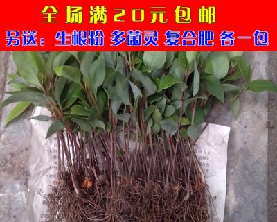 香樟树苗怎么培育出来（香樟的种植方法讲解）