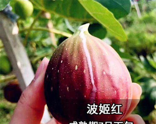 无花果如何种植方法（无花果树的栽培与管理）