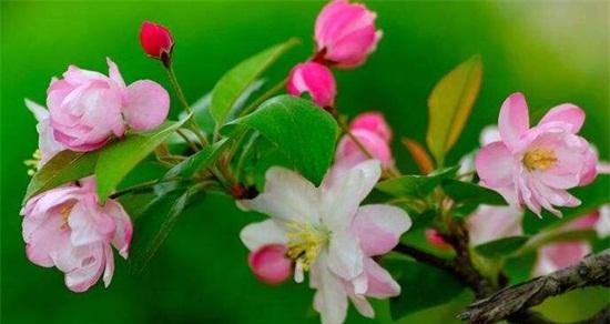 海棠花什么季节开花（有关海棠花花期简介）