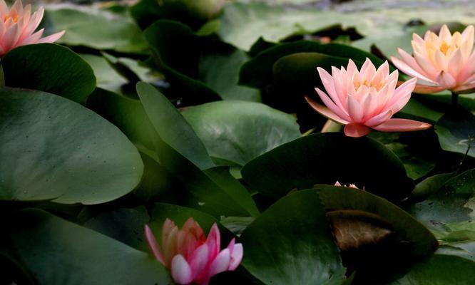 马蹄莲花几月开花（了解马蹄莲的特点介绍）