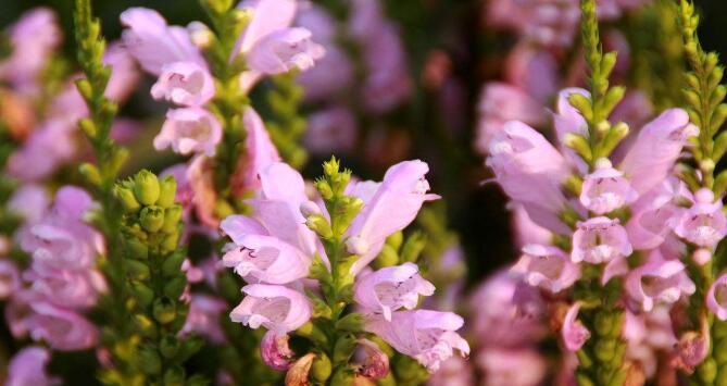 玫瑰花语之针垫花（教你轻松打理针垫花）