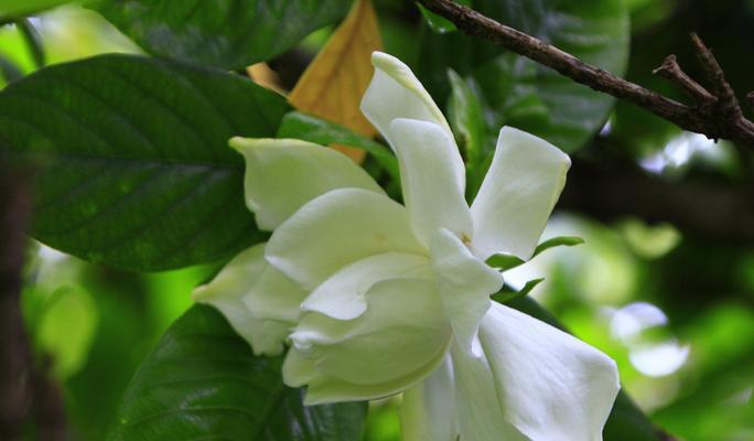 栀子花的花语（栀子花的美丽与传说）