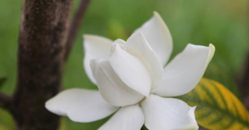 栀子花的寓意与象征意义（香气浓郁的栀子花）