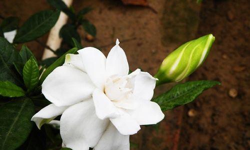 栀子花的花语与象征意义（探索栀子花所传递的深刻情感与美好寓意）