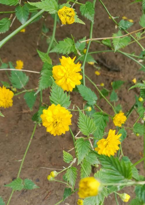 重瓣棣棠花花语（盛世花开）