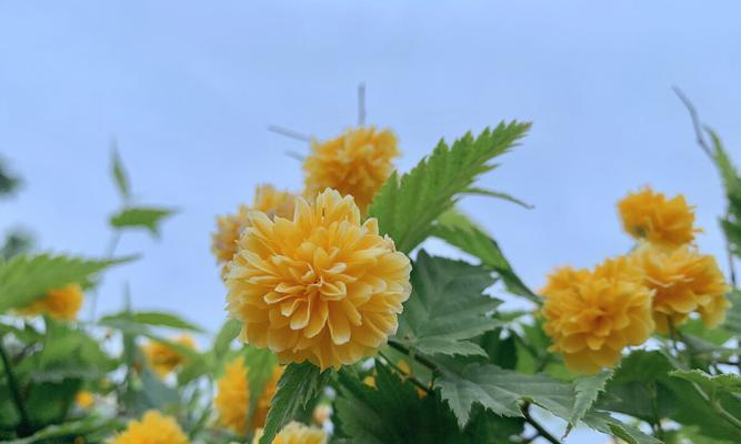 重瓣棣棠花花语（盛世花开）