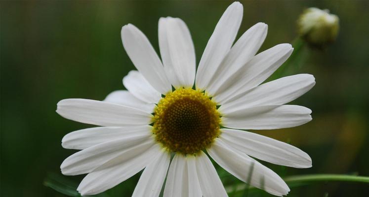 皱菊花的寓意与象征（用皱菊花演绎人生起伏）