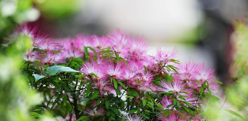 朱樱花（赏析朱樱花的花语和寓意）