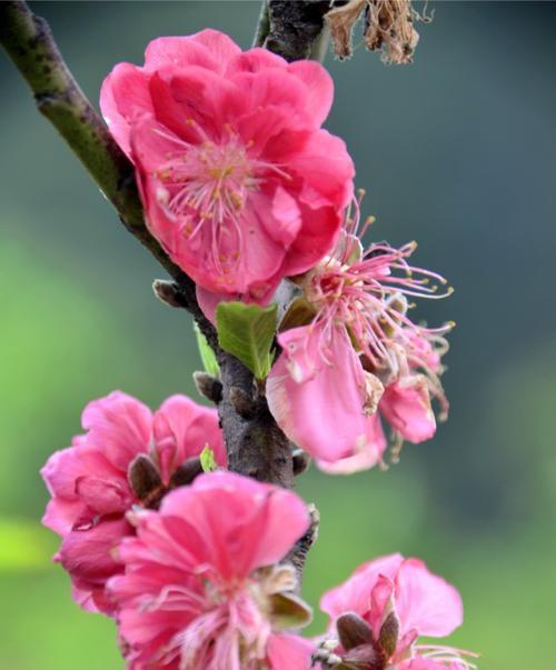 竹夹桃花（揭示竹夹桃花的花语与象征意义）