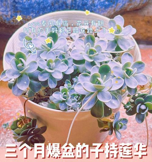 以子持莲华，花开馨香（莲花的花语与意义）