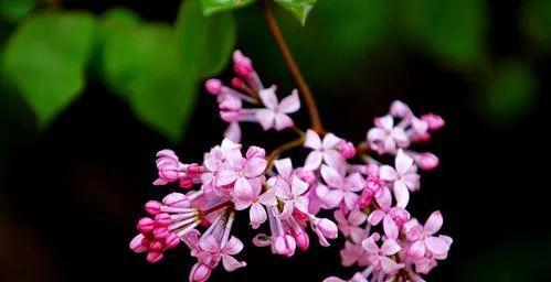 紫丁香的花语与寓意（探寻紫丁香花的花语及其传达的情感与愿望）