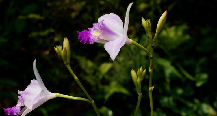 紫萼花的文化背景与花语意义（探寻紫萼花的历史渊源与传承）