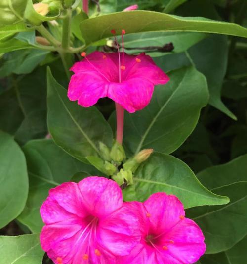 紫茉莉花语的含义及传承（一种传递心意的紫色花朵）