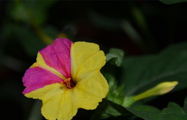 紫茉莉花语的含义及传承（一种传递心意的紫色花朵）