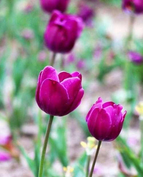 紫色郁金香花语之神秘与浪漫（揭秘紫色郁金香的含义及象征）