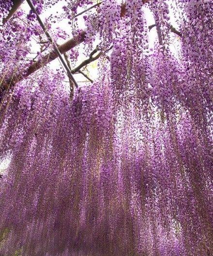 紫藤花的花语与寓意（紫藤花的神秘之美与深远内涵）