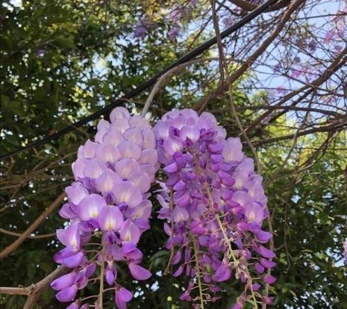 紫藤花的花语与寓意（紫藤花的神秘之美与深远内涵）