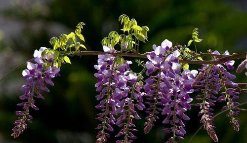 紫藤花的花语及象征意义（探寻紫藤花的深层含义）