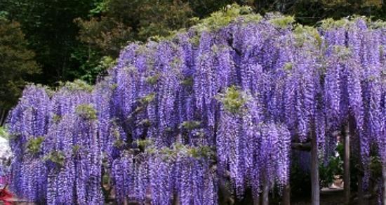 紫藤花的寓意与象征（花开花谢）