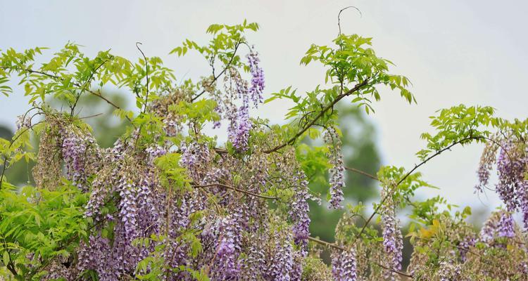 紫藤花的寓意和象征意义（探索紫藤花的花语及文化内涵）