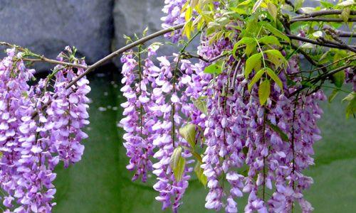 紫藤花的花语与传说（紫藤花的美丽与神秘）