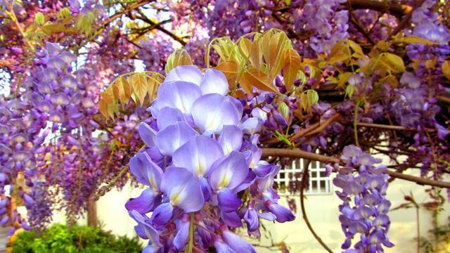 紫藤花的花语与传说（探寻紫藤花的奥秘与魅力）