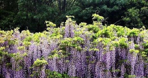 紫藤花语象征与寓意（传递爱与希望的紫藤花）