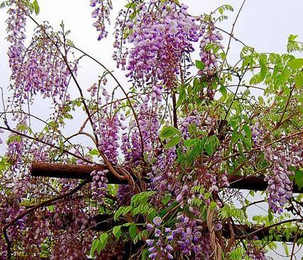 紫藤花的寓意与象征（探寻紫藤花的美丽与深意）