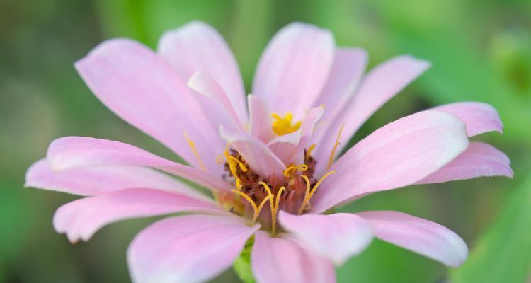 紫菀花的花语与意义（揭秘紫菀花的象征与寓意）