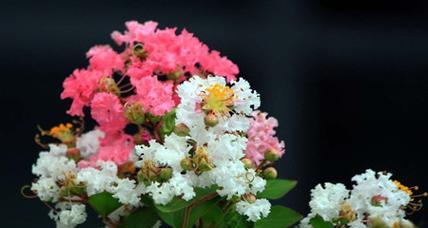 紫薇花花语（紫薇花花语的意义与传承）