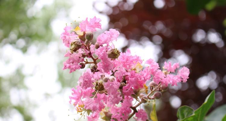 紫薇花花语（紫薇花花语的意义与传承）