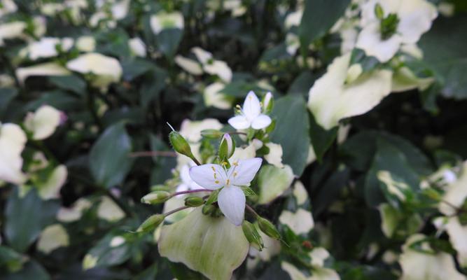 白花紫露草的花语及其寓意（解读白花紫露草的深刻含义与象征）