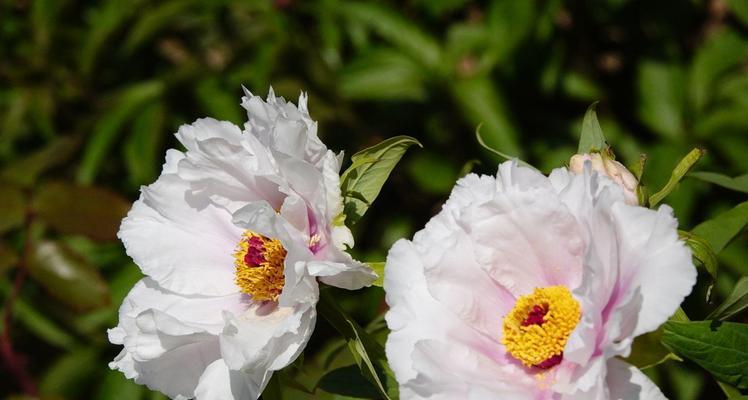 白牡丹的花语与美丽神奇（探秘白牡丹的花语及其传说）