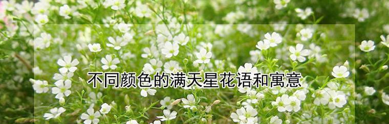 白色满天星的花语之美（传递祝福与纯洁的花朵）