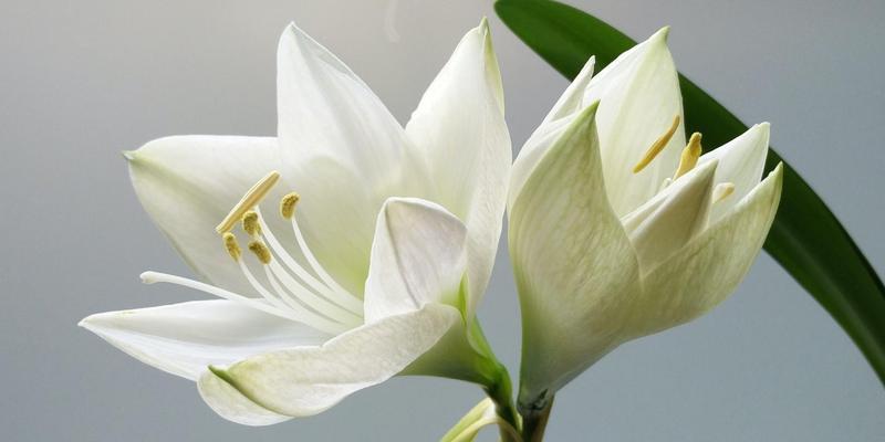 花开花落，情谊永存——探寻月季玫瑰百合的花语之谜（揭秘月季玫瑰百合的情感表达和寓意）