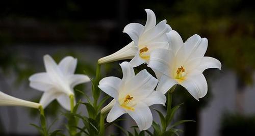 百合花的花语与意义（探索百合花的花语）