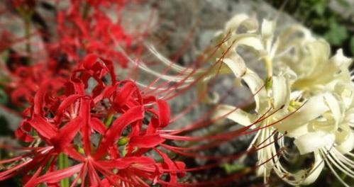 以彼岸花的花语（盛开在生死之间的花朵的诠释）