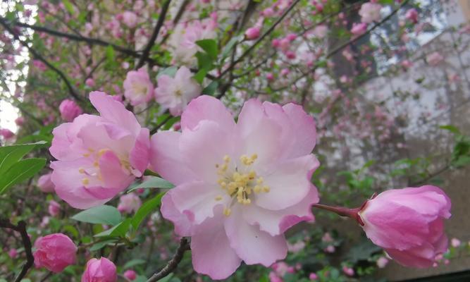 垂丝海棠花语的深意——表达深情与美丽的花朵（垂丝海棠花语的诠释及寓意分析）