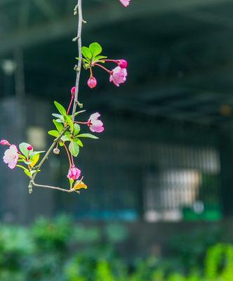 垂丝海棠花语的深意——表达深情与美丽的花朵（垂丝海棠花语的诠释及寓意分析）