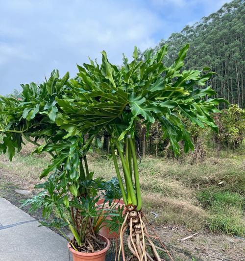 以春羽的花语与寓意（春羽的花语及其象征的美好寓意）