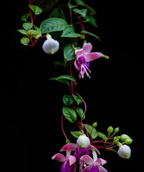 吊钟花的花语（探秘吊钟花的神秘花语与象征意义）