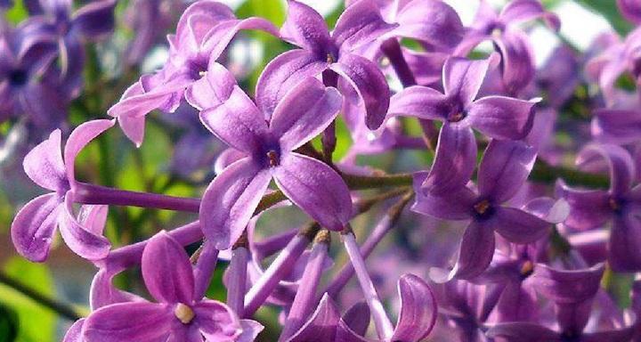 丁香花语的意义和传承（探寻丁香花背后的深刻寓意）