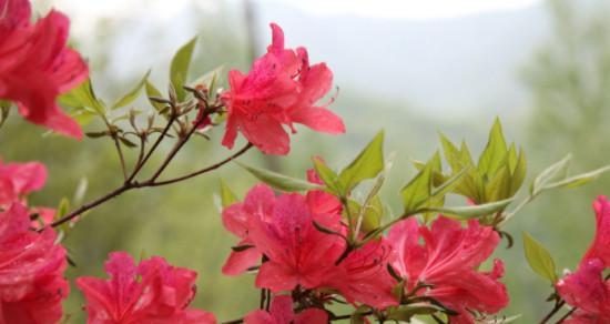 杜鹃花在风水中的寓意及注意事项（杜鹃花的风水之道与生活居住息息相关）