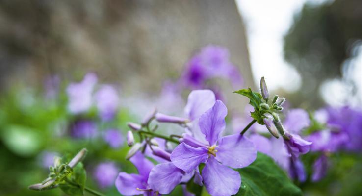 二月兰的花语（探寻二月兰花的内涵与象征意义）