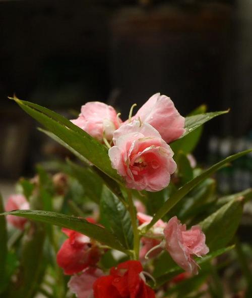 凤仙花的花语与寓意（传递凤仙花的十五种不同寓意）