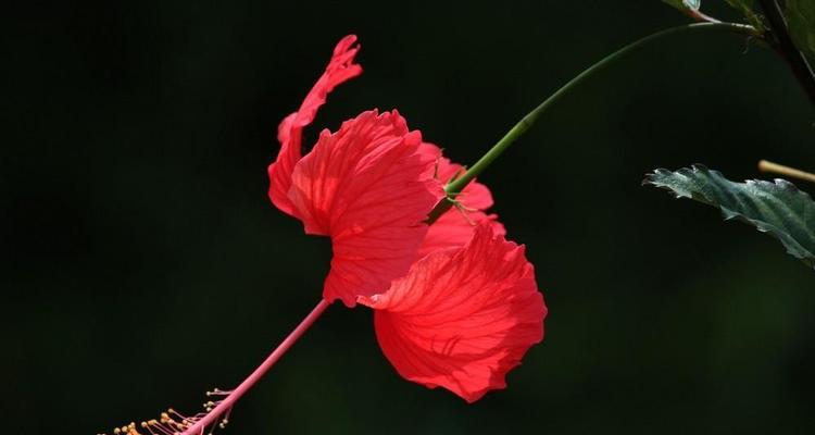 扶桑花花语之美与祝福（扶桑花的花语及其寓意解读）