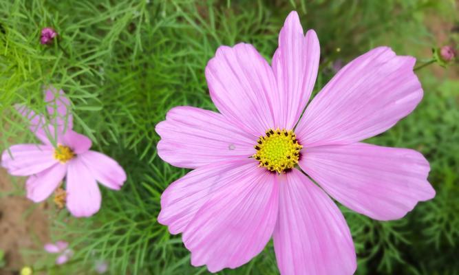 格桑花的花语与寓意（探索格桑花的美丽传说与内涵）