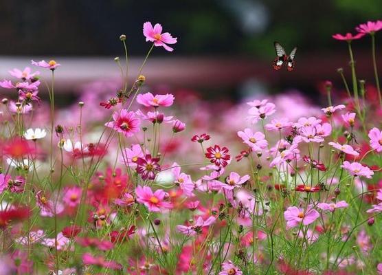 格桑花的花语与寓意（探索格桑花的美丽传说与内涵）