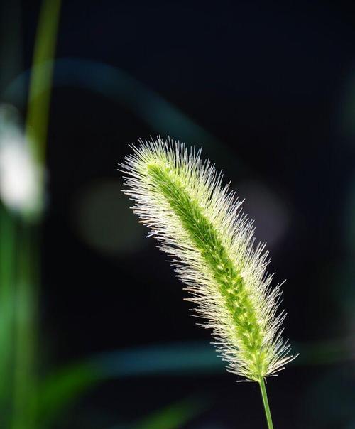 狗尾巴草的花语——传递忠诚和友善（揭秘狗尾巴草的象征意义）